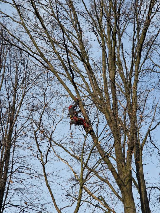 ořezy dubů poblíž vedení vysokého napetí Markvartovice